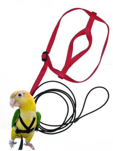 Bird Harness Leash Cockatiels Kablewala Bangladesh